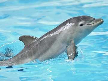 Дельфины в воде сон