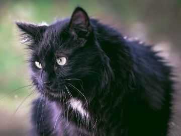 Если приснился кот черный