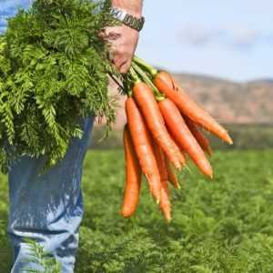 Не вредно ли хранить морковь с полынью