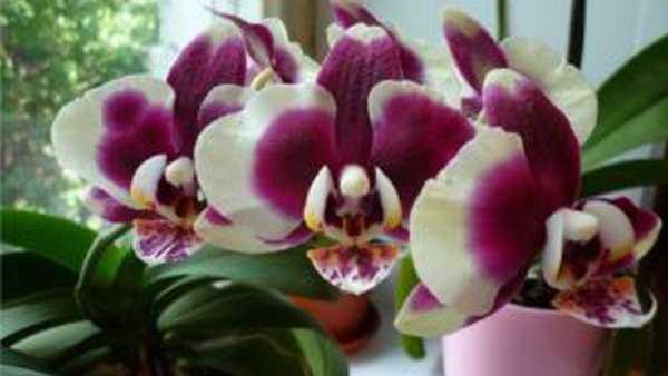 Орхидеи влияние на человека