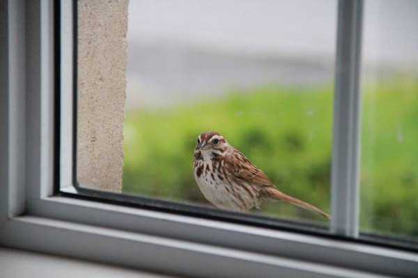 Примета залетевшая птица в окно