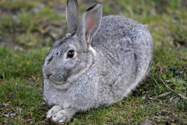 Приснился кролик серый